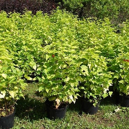 Пузыреплодник калинолистный Наггет (Physocarpus opulifolius 'Nugget')