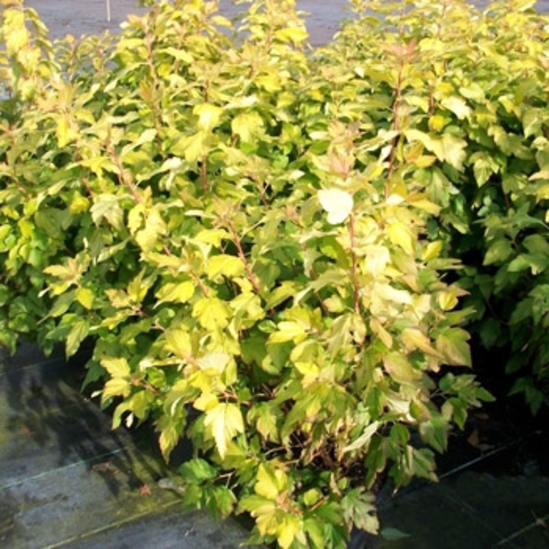 Пузыреплодник калинолистный Дартс Голд (Physocarpus opulifolius 'Dart's Gold')