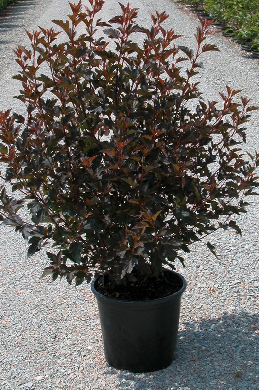 Пузыреплодник калинолистный Саммер Вайн (Physocarpus opulifolius 'Summer Wine')