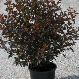 Пузыреплодник калинолистный Саммер Вайн (Physocarpus opulifolius 'Summer Wine')