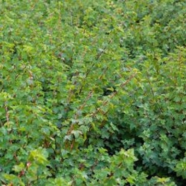 Пузыреплодник калинолистный Тилден Парк (Physocarpus opulifolius 'Tilden Park')