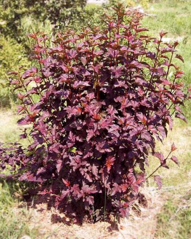 Пузыреплодник калинолистный Пурпуреа (Physocarpus opulifolius 'Purpurea')