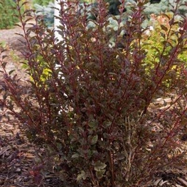 Пузыреплодник калинолистный Литтл Энджел (Physocarpus opulifolius 'Little Angel')