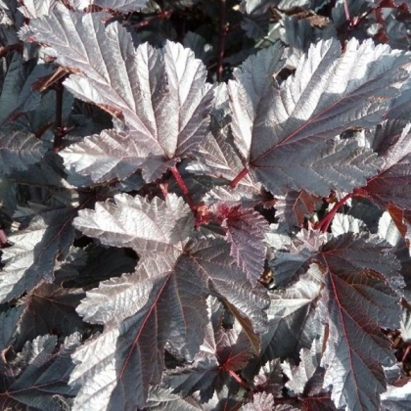 Пузыреплодник калинолистный Миднайт (Physocarpus opulifolius 'Midnight')