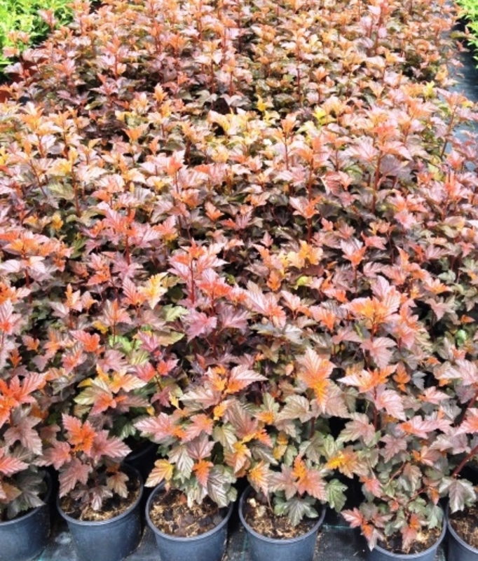 Пузыреплодник калинолистный Шух (Physocarpus opulifolius 'Schuch')