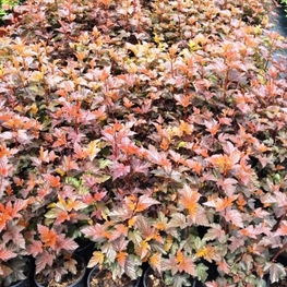 Пузыреплодник калинолистный Шух (Physocarpus opulifolius 'Schuch')