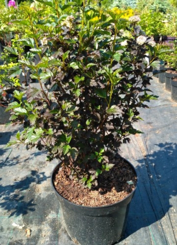 Пузыреплодник калинолистный Тайни Вайн (Physocarpus opulifolius 'Tiny Wine')