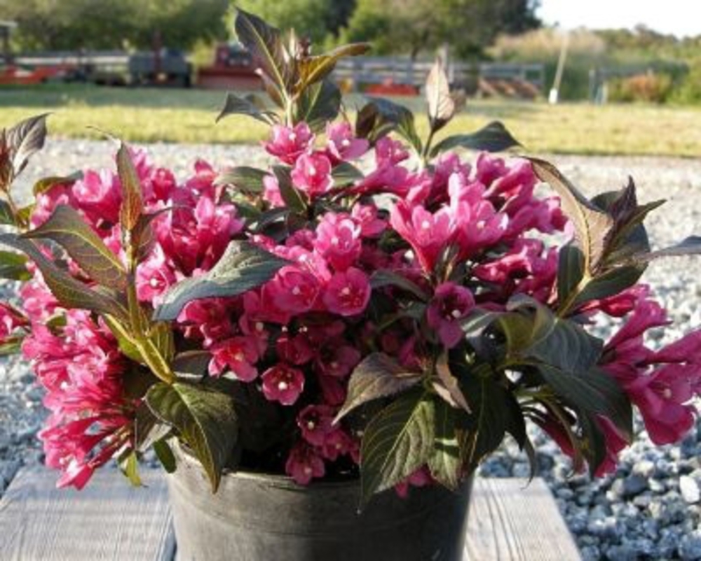 Вейгела цветущая Майнор Блэк (Weigela florida 'Minor Black')