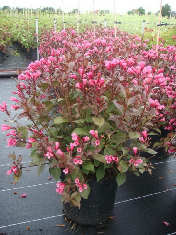 Вейгела цветущая Виктория (Weigela florida 'Victoria')