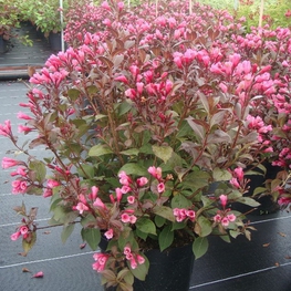 Вейгела цветущая Виктория (Weigela florida 'Victoria')