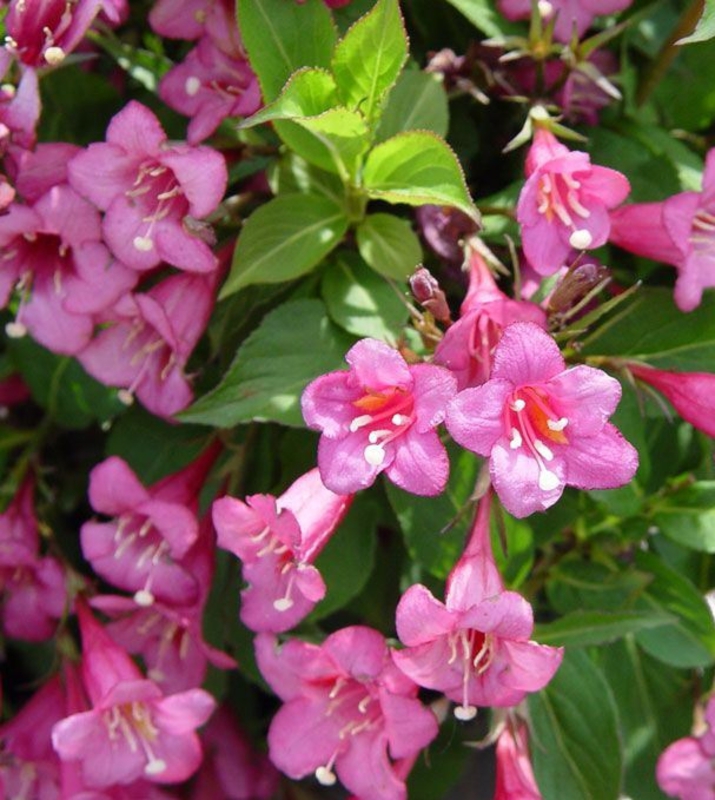 Вейгела цветущая Фолиис Пурпуреис (Weigela florida 'Foliis Purpureis')