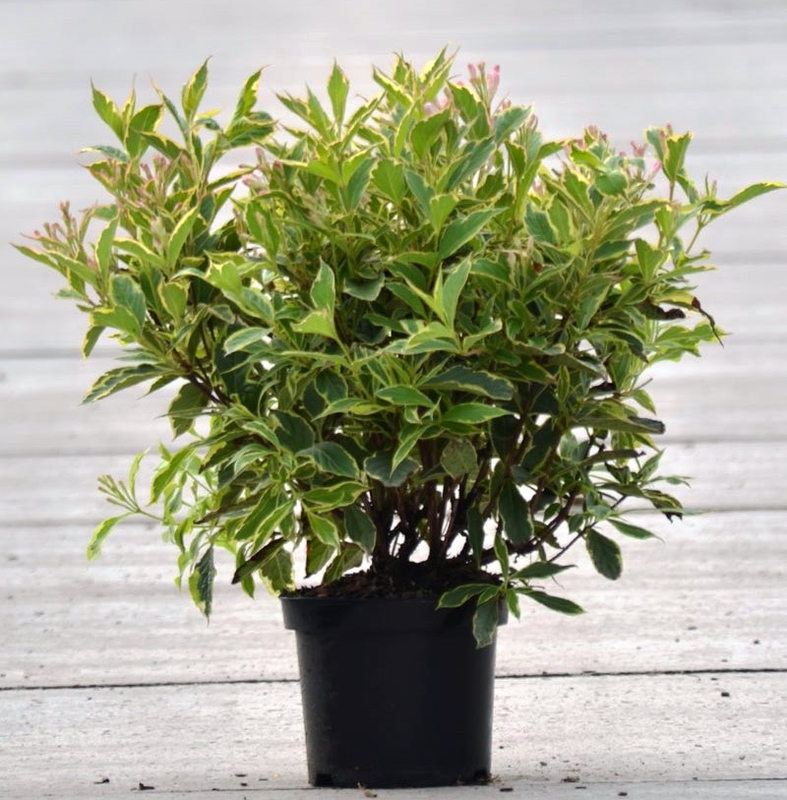 Вейгела цветущая Нана Вариегата (Weigela florida 'Nana Variegata')