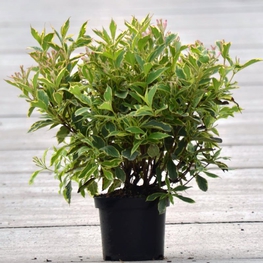 Вейгела цветущая Нана Вариегата (Weigela florida 'Nana Variegata')
