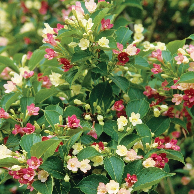 Вейгела цветущая Марджори (Weigela florida 'Marjorie')