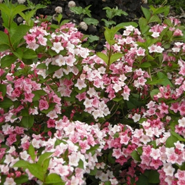 Вейгела цветущая Карнавал (Weigela florida 'Carnaval')