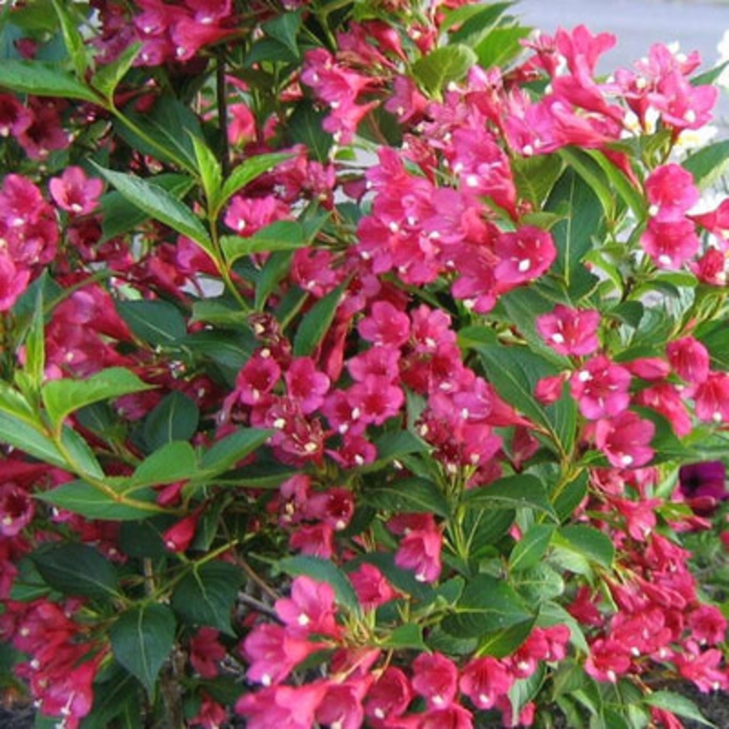 Вейгела цветущая Бристоль Руби (Weigela florida 'Bristol Ruby')