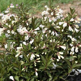 Вейгела цветущая Блэк энд Уайт (Weigela florida 'Black and White')