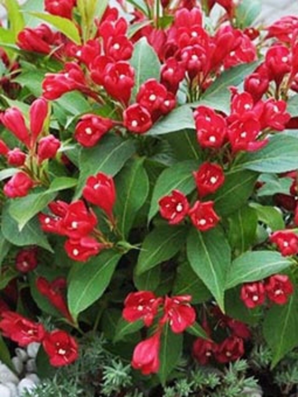 Вейгела цветущая Олл Саммер Ред (Weigela florida 'All Summer Red')