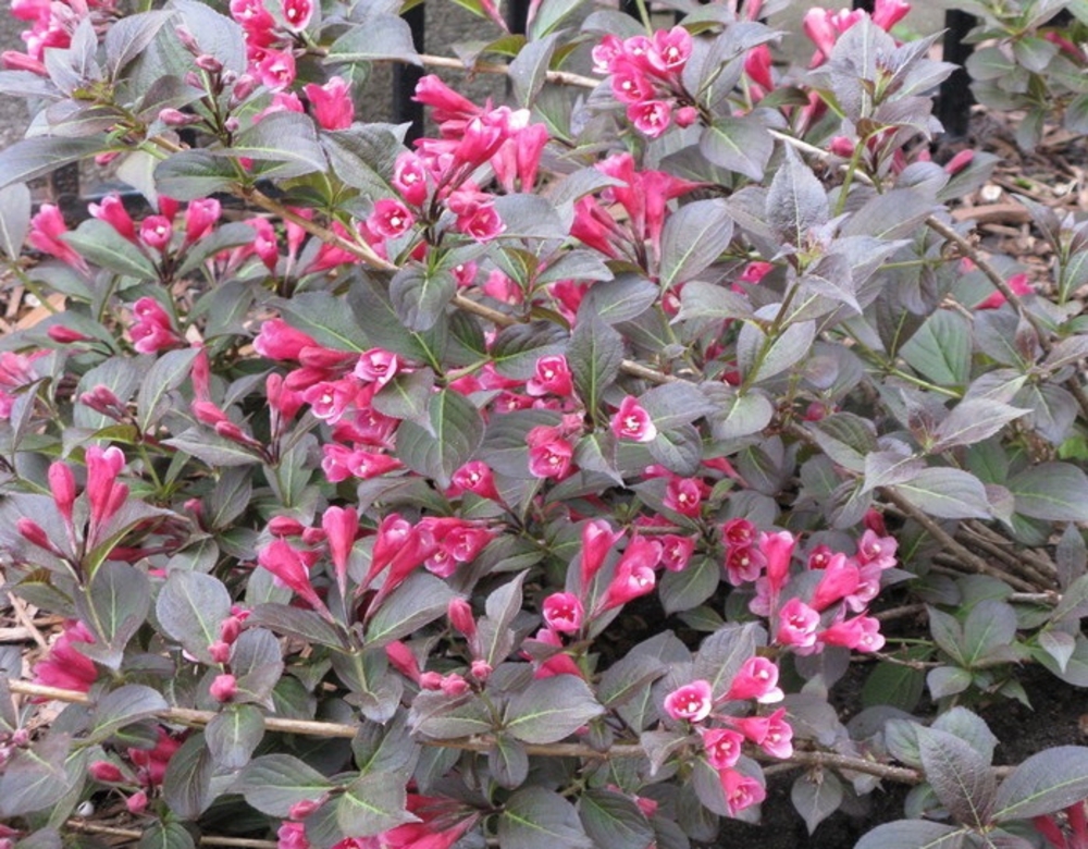 Вейгела цветущая Танго (Weigela florida 'Tango')