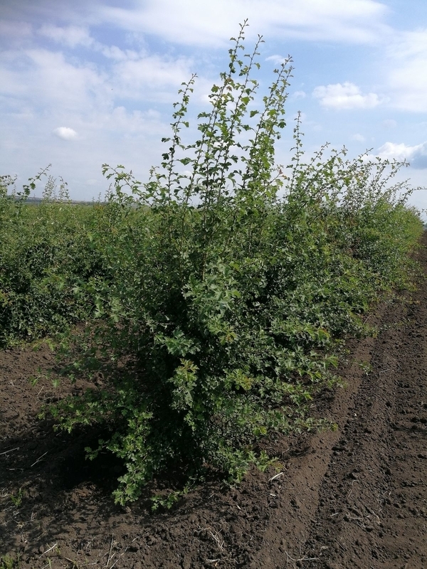 Боярышник однопестичный (Crataegus monogyna)