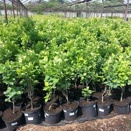 Боярышник обыкновенный (Crataegus laevigata)