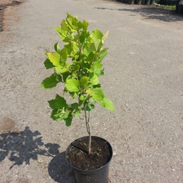 Боярышник обыкновенный (Crataegus laevigata)