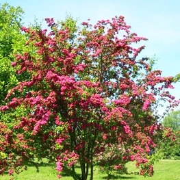 Боярышник Пауль Скарлет (Crataegus laevigata 'Paul\'s Scarlet') куст