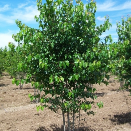 Боярышник Петушья шпора (Crataegus crus-galli)