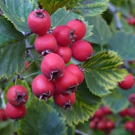 Боярышник Арнольда (Crataegus arnoldiana)