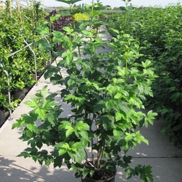 Калина обыкновенная Бульденеж (Viburnum opulus 'Roseum')