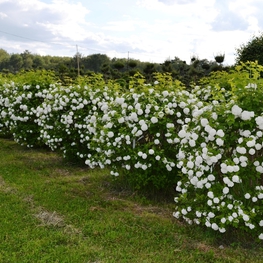 Калина обыкновенная Бульденеж (Viburnum opulus 'Roseum')
