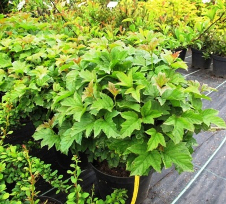 Калина обыкновенная Нанум (Viburnum opulus 'Nanum')