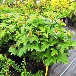 Калина обыкновенная Нанум (Viburnum opulus 'Nanum')