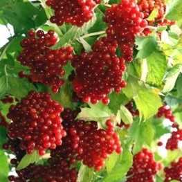 Калина обыкновенная (Viburnum opulus)