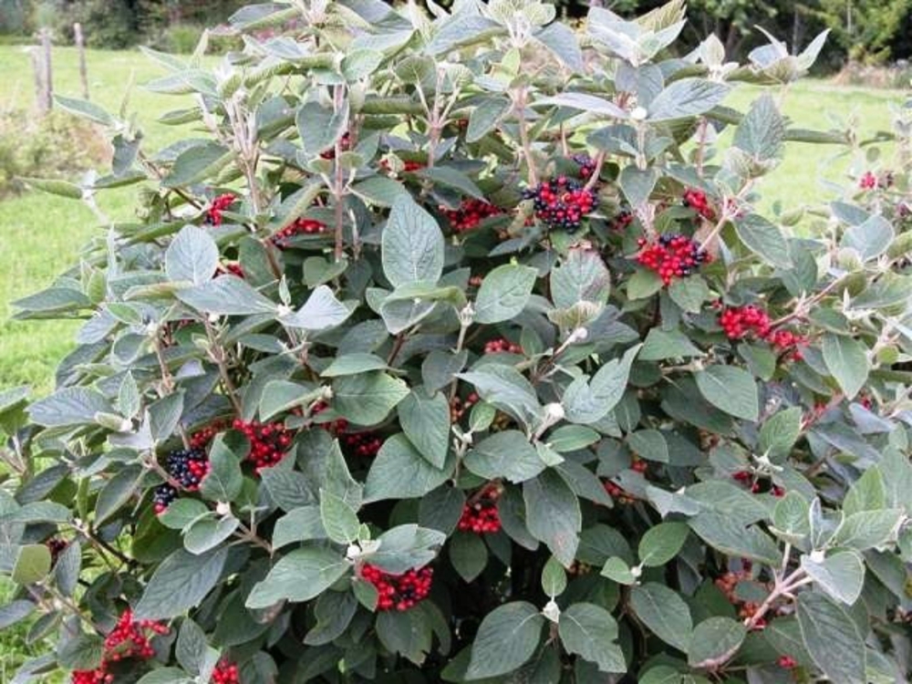Калина гордовина Могикан (Viburnum lantana 'Mohican')