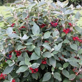 Калина гордовина Могикан (Viburnum lantana 'Mohican')