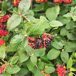 Калина гордовина (Viburnum lantana)