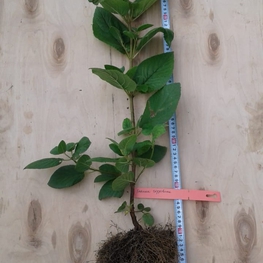 Калина гордовина (Viburnum lantana)