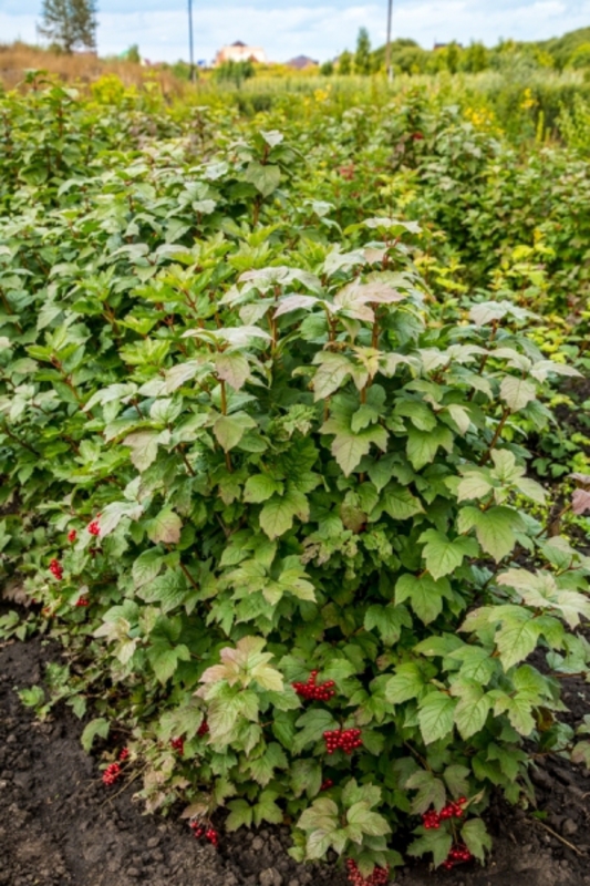 Калина обыкновенная Шукшинская (Viburnum opulus 'Szukszinskaja')