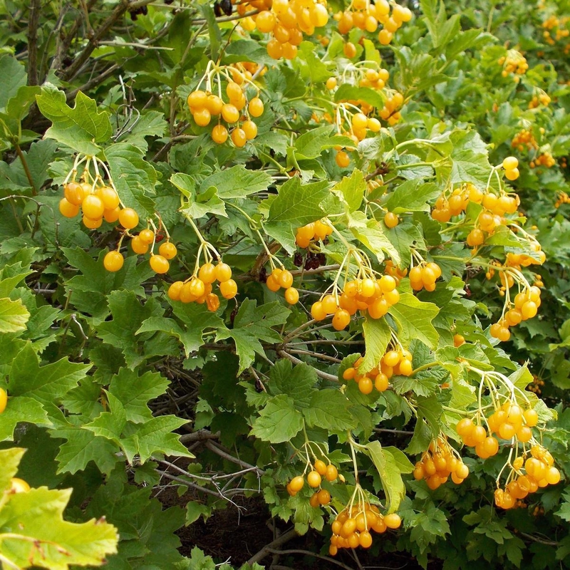 Калина обыкновенная Ксантокарпум (Viburnum opulus 'Xanthocarpum')