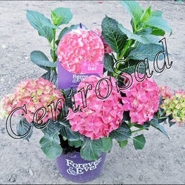 Гортензия крупнолистная (Hydrangea macrophylla)