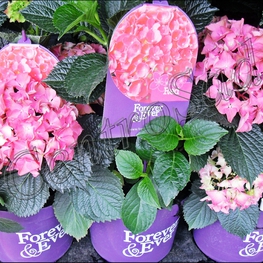 Гортензия крупнолистная (Hydrangea macrophylla)