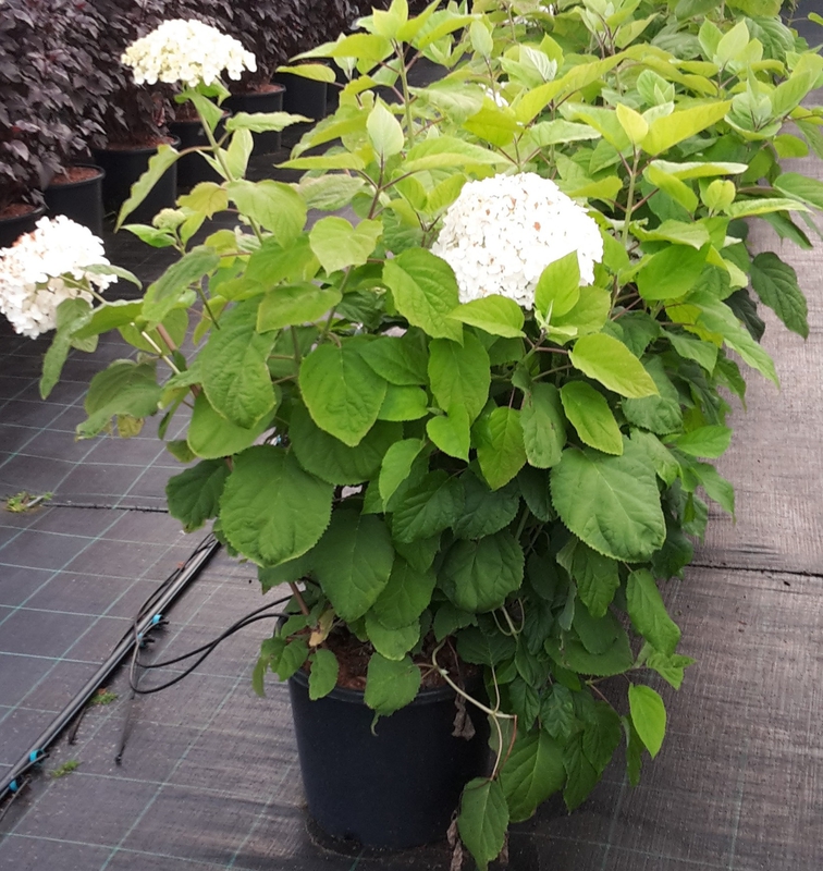 Гортензия древовидная Аннабель (Hydrangea arborescens 'Annabelle')