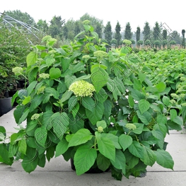 Гортензия древовидная Аннабель (Hydrangea arborescens 'Annabelle')
