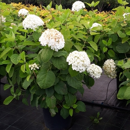 Гортензия древовидная Аннабель (Hydrangea arborescens 'Annabelle')