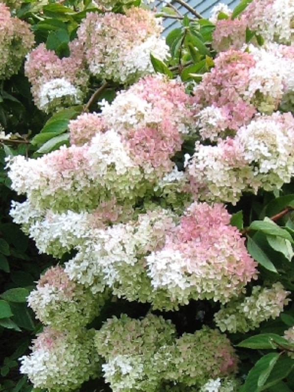 Гортензия метельчатая Грандифлора (Hydrangea paniculata 'Grandiflora')