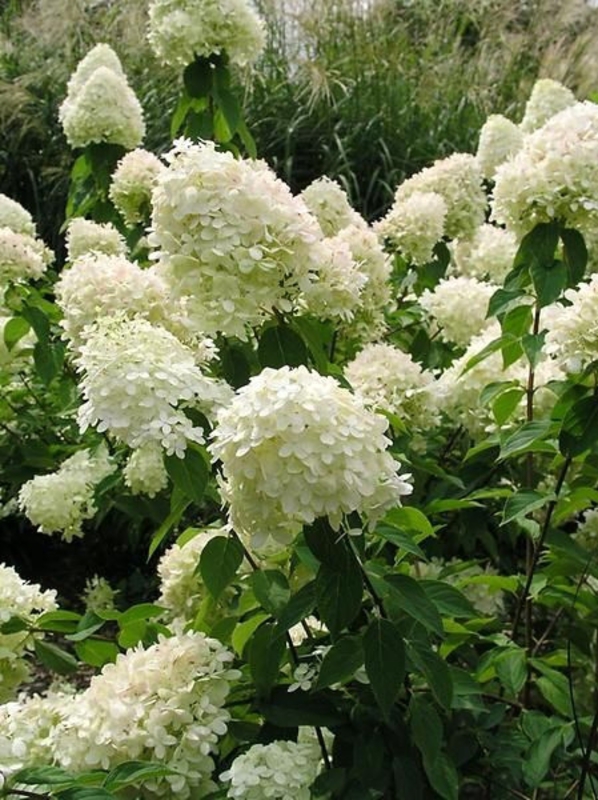 Гортензия метельчатая Лаймлайт (Hydrangea paniculata 'Limelight')