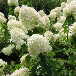 Гортензия метельчатая Лаймлайт (Hydrangea paniculata 'Limelight')