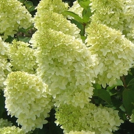 Гортензия метельчатая Мэджикал Кэндл (Hydrangea paniculata 'Magical Candle')