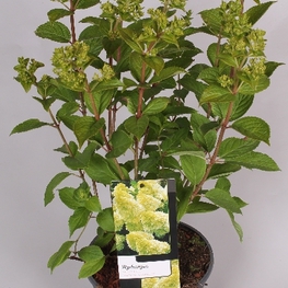 Гортензия метельчатая Мэджикал Кэндл (Hydrangea paniculata 'Magical Candle')